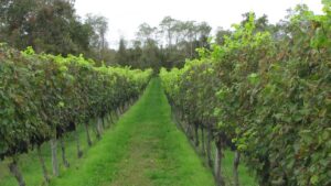 Grape Grower Lessons Learned the Hard Way