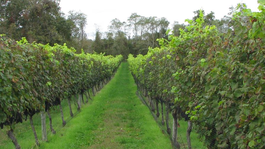 Vineyard beauty shot