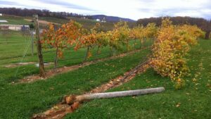 Avoid Disaster: Install Your Grape Vineyard Right the First Time