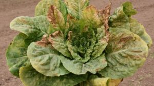 How Good Crop Breeding Impacts Plant Health