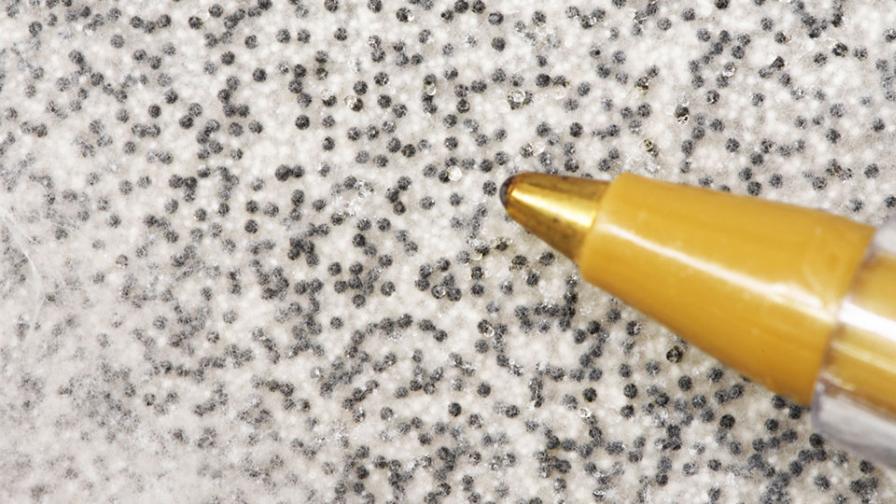 Sclerotium Cepivorum under the microscope
