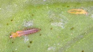 Vegetable Growers Using Biopesticides Report More Success