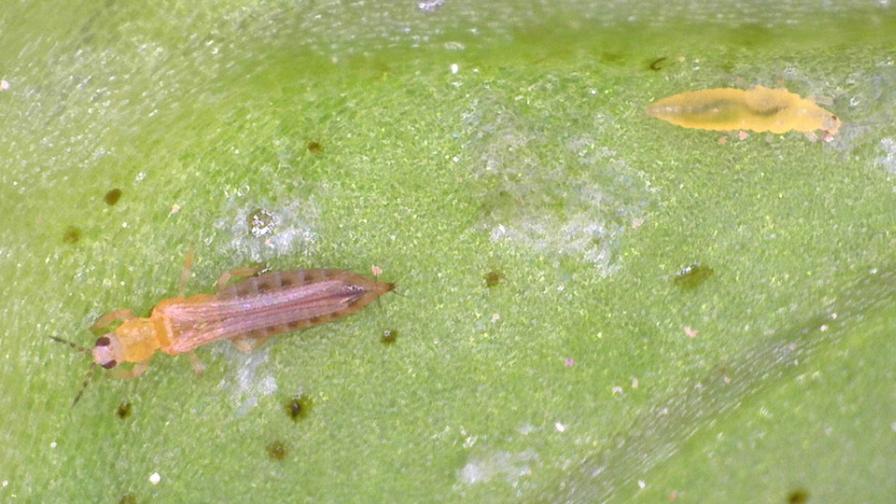 western flower thrips feed on lettuce leaf