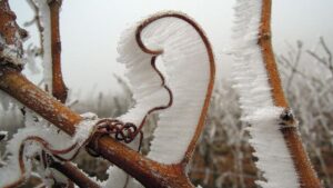 How the Right Vineyard Equipment Can Help Bring the Heat Against Frost