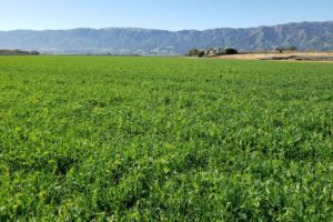Prescriptive cover crops