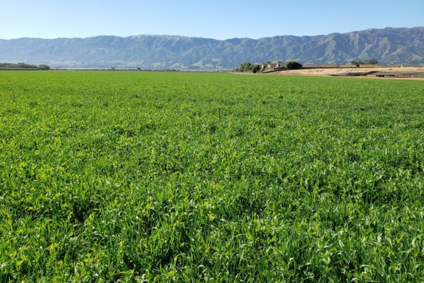 Prescriptive cover crops