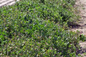 Using insectary plants to boost natural predators