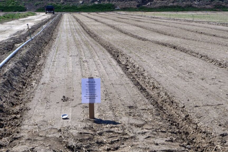 Cover crop study at Wilbur Ellis