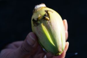 A plume moth larvae on an artichoke.