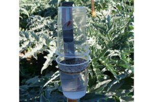 Pheromone trap for plume moths