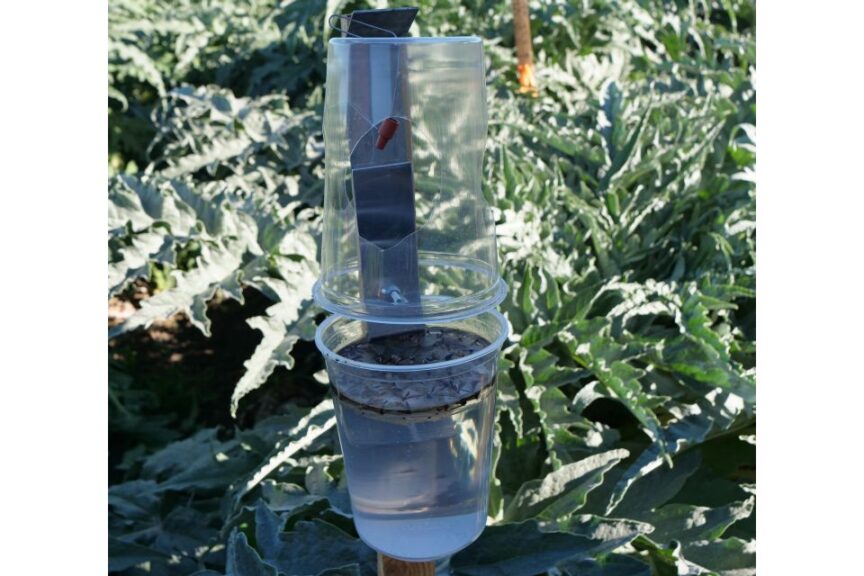 Pheromone trap for plume moths