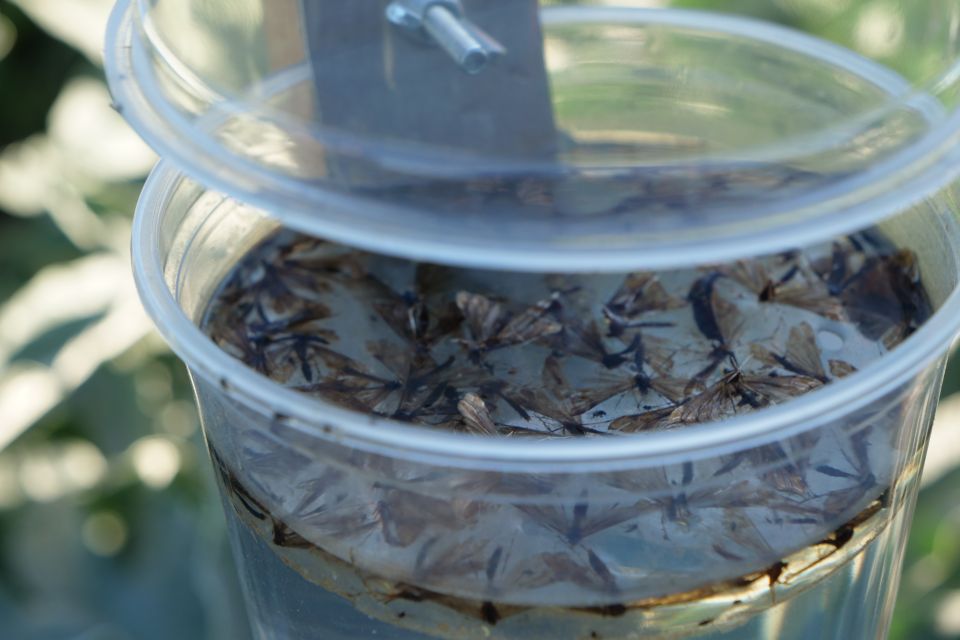 Biocontrol on a Roll! Field Tour Gives Firsthand Look at Unique Crop Solutions