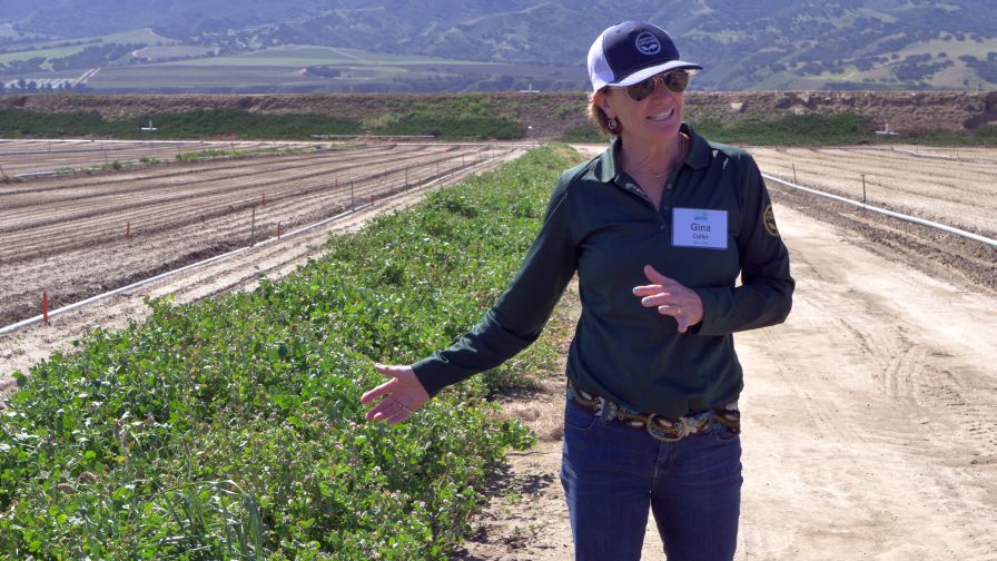 Biocontrol Ideas for Vegetable Production