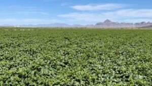 Two Family Farms Merge To Help Meet High Demand in Melons