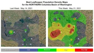 This Cool Pest Prediction Tool Comes in Handy for Potato Growers