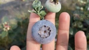 Biotech Firm’s Pollination Program Produces Over 50% Larger Blueberries