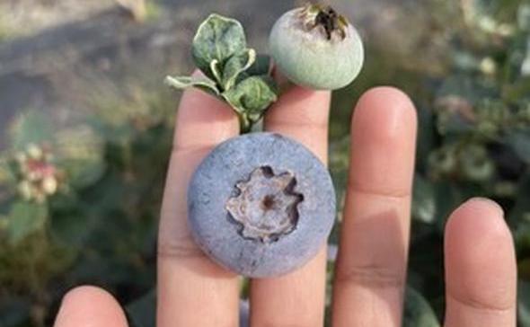 Biotech Firm’s Pollination Program Produces Over 50% Larger Blueberries