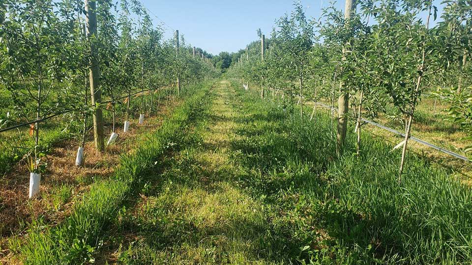 Optimal Soil Health and Weed Control in the Orchard a Balancing Act