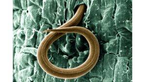 Scientists Aim To Dig up Solutions for Nematode Issues in Tomato Crops