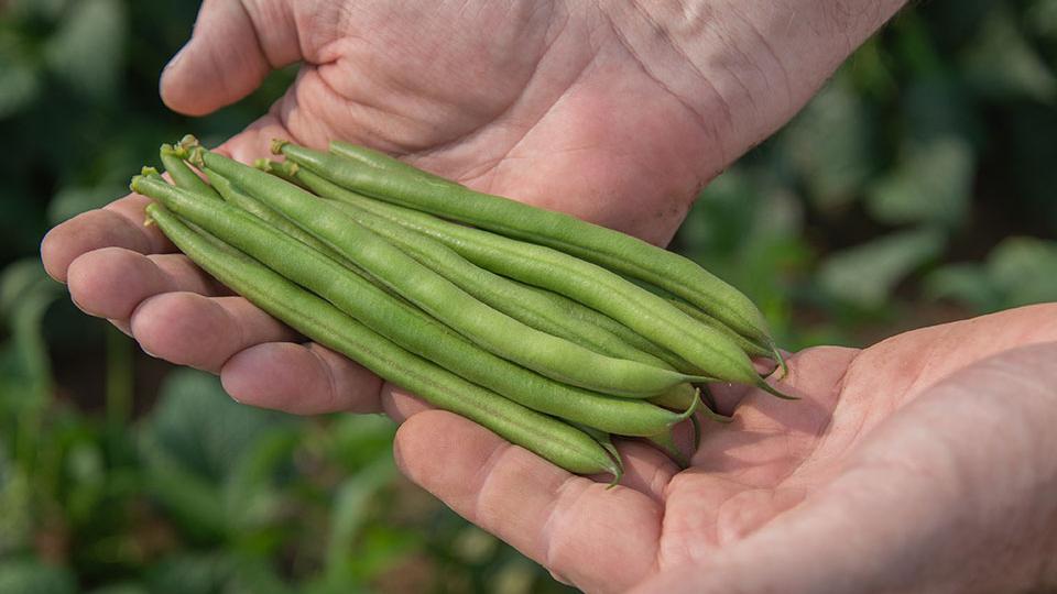Bartram F1 (HM.CLAUSE, Harris Seeds, Garden Trends Inc.)