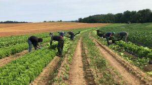 Microbiome of Lettuce Might Hold Secret to Better Food Safety
