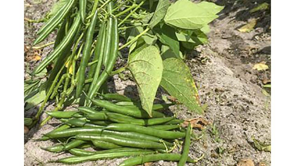 Kestrel (Earthwork Seeds, Gowan Seed Company)