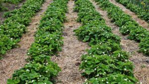 Listeria Might Be a Risk on Straw Mulch for Strawberries