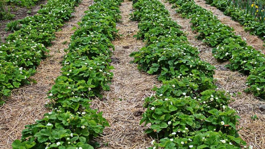 straw mulch used on strawberry crops