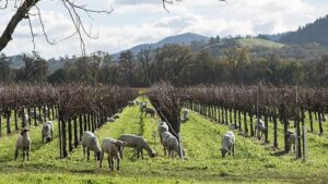 Shear Genius: Sheep Step In As Natural Weed Control for Grape Growers