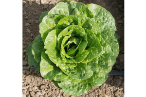Arroyo (Enza Zaden, Stokes Seeds Inc.)