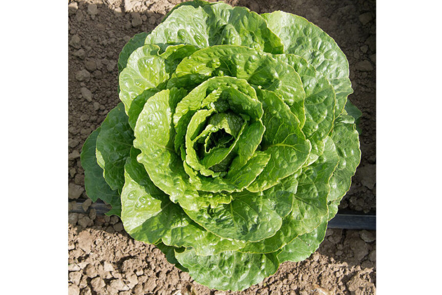 Arroyo (Enza Zaden, Stokes Seeds Inc.)