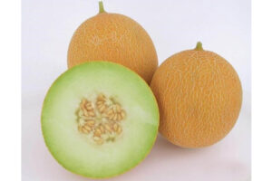 Arava F1 (Genesis Seeds Ltd., Osborne Seed Company)