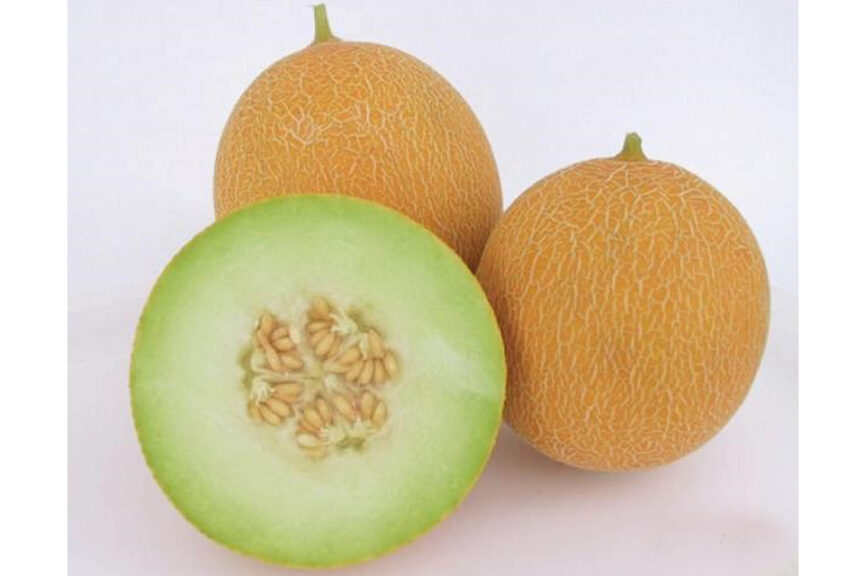 Arava F1 (Genesis Seeds Ltd., Osborne Seed Company)