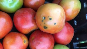 Scientists Zero In on Solutions for Bacterial Spot of Tomato