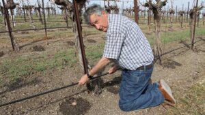How the California Grape Industry Is Coping With Water Woes