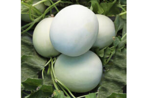 Full Moon (US Agriseeds, Stokes Seeds Inc.)