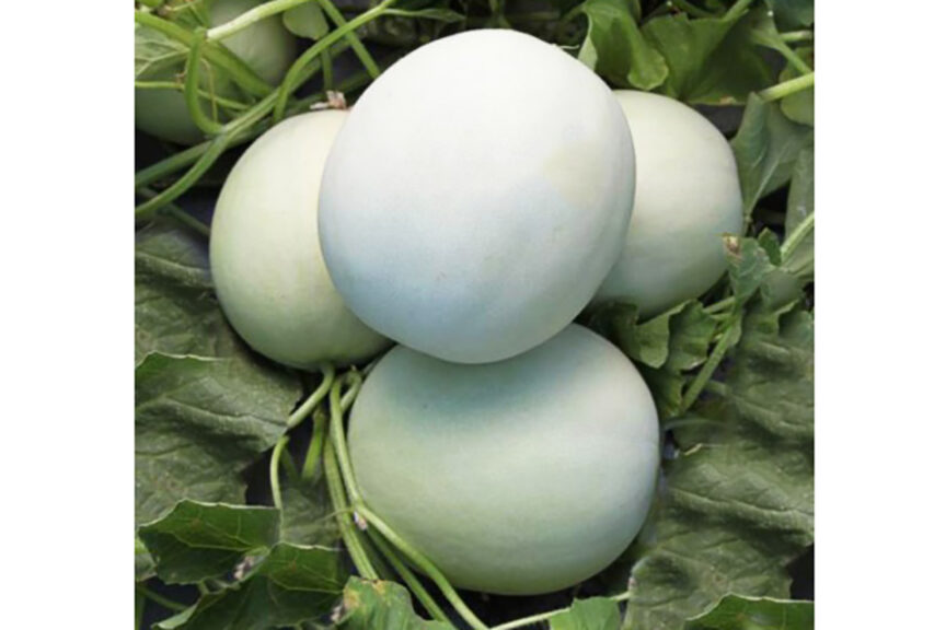 Full Moon (US Agriseeds, Stokes Seeds Inc.)