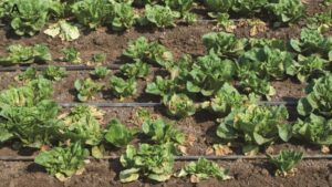 Fresh Funds To Support the Fight Against Impatiens Necrotic Spot Virus in Lettuce