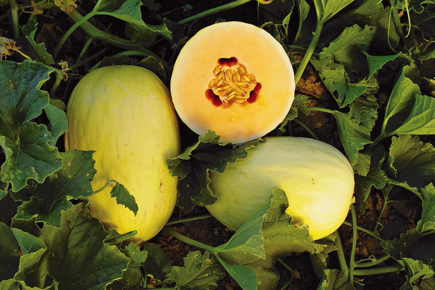 Lilly (Johnny's Selected Seeds)