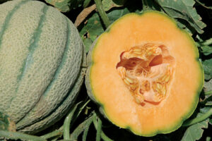 Orange Sherbet (Lark Seeds International, Gowan Seed Company)