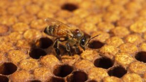 Buzzworthy: New Mobile Phone App Detects Honey Bee Diseases