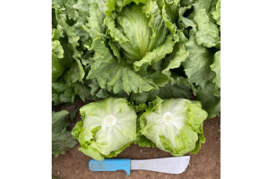 Powerball (Seminis Vegetable Seeds, Vegetables by Bayer)