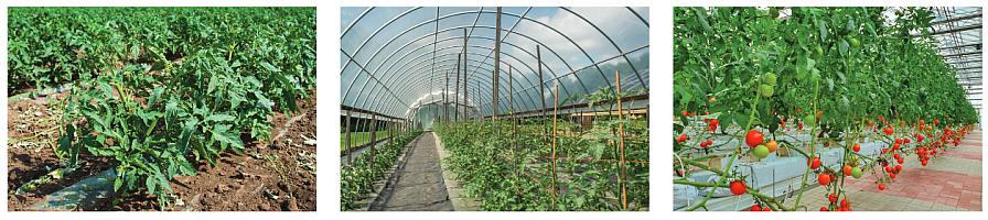 3 different tomato growing options