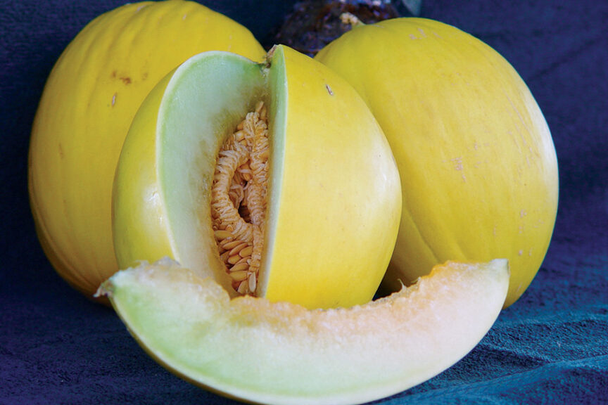 Tweety (DP Seeds, Rupp Seeds)