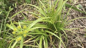 Plant Health Alert! This Harmful Bacteria Is a First for North America