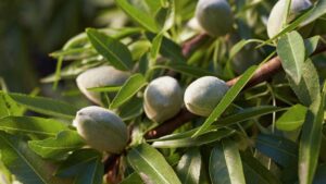 Trinitas Farming Files For Bankruptcy — 17 Almond Ranches To Be Sold