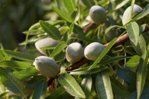 February: Trinitas Farming Files For Bankruptcy — 17 Almond Ranches To Be Sold