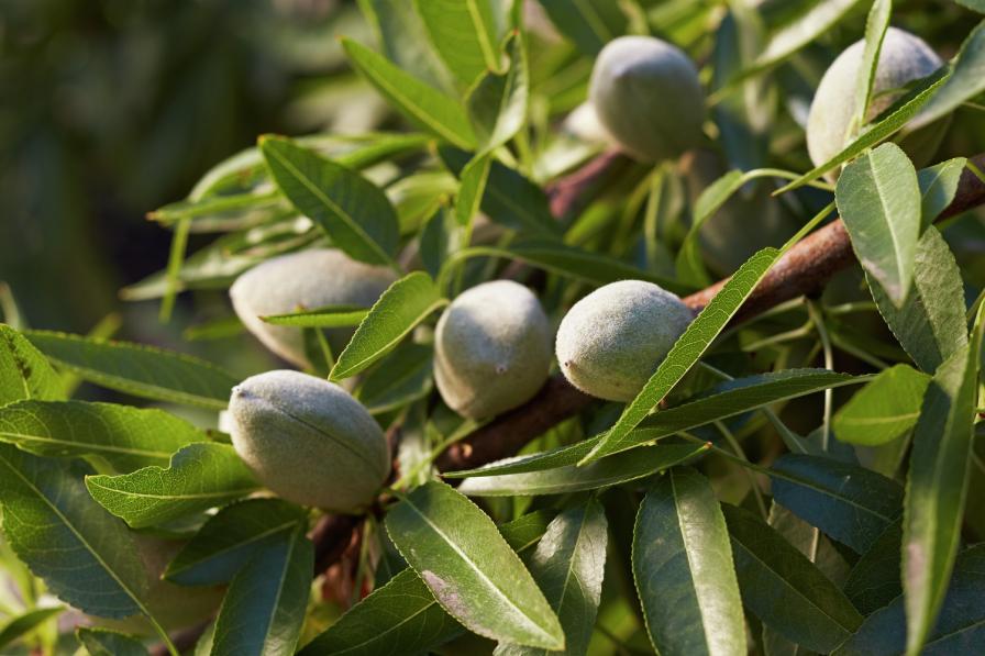 Trinitas Farming Files For Bankruptcy — 17 Almond Ranches To Be Sold