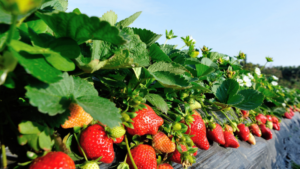 Are Nematodes Causing Long-Term Crop Damage?