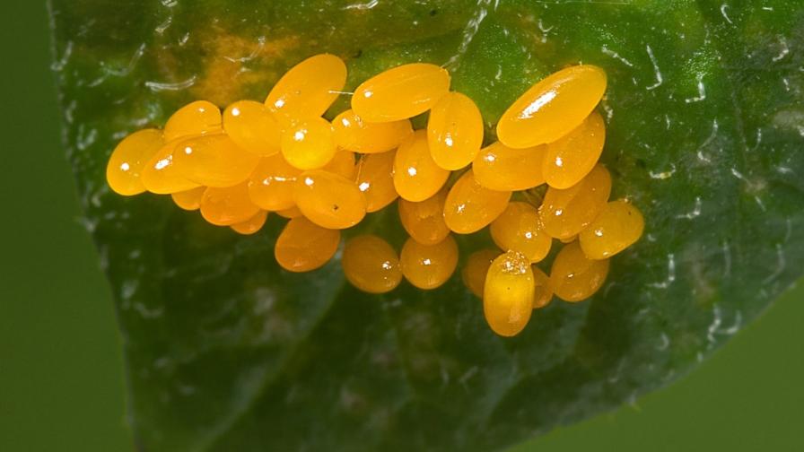 Colorado potato beetle egg mass